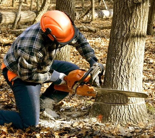 Tree Removal in Wilton, ME